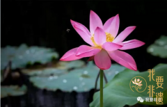 二十四節(jié)氣之夏至